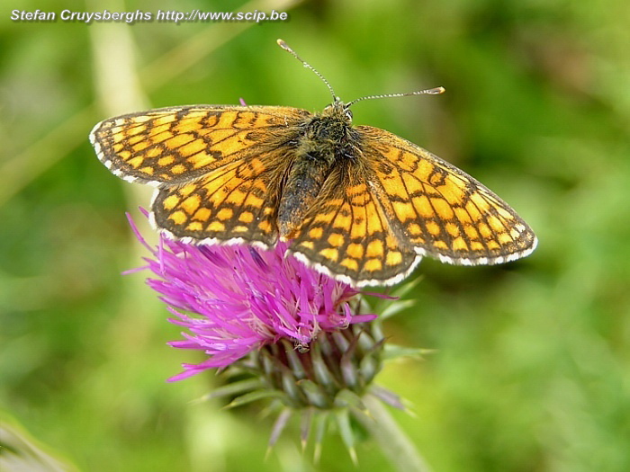 Ordesa NP - Vlinder Bosparelmoervlinder (Melitaea athalia) Stefan Cruysberghs